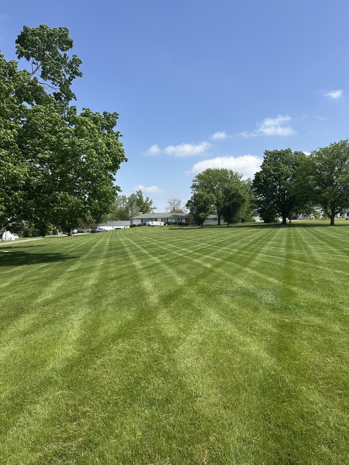 Wide open striped lawn with mature trees